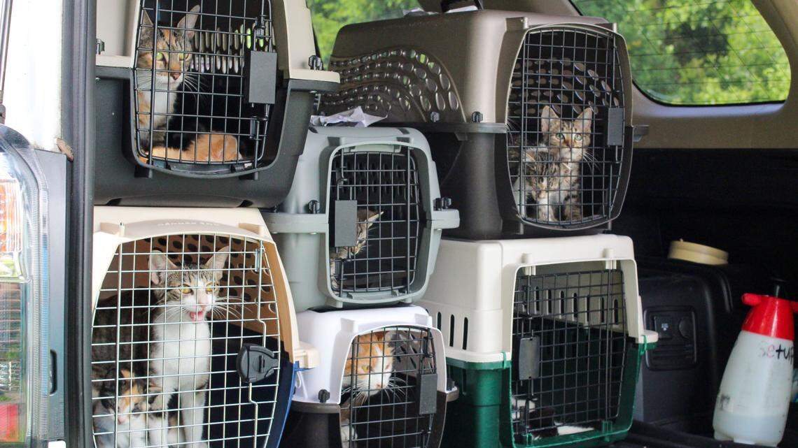 Ky. Humane Society takes in 100 dogs, cats after deadly floods. Here’s how you can help