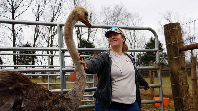 For Kentuckians allergic to beef, a new ostrich farm is ‘rethinking’ red meat