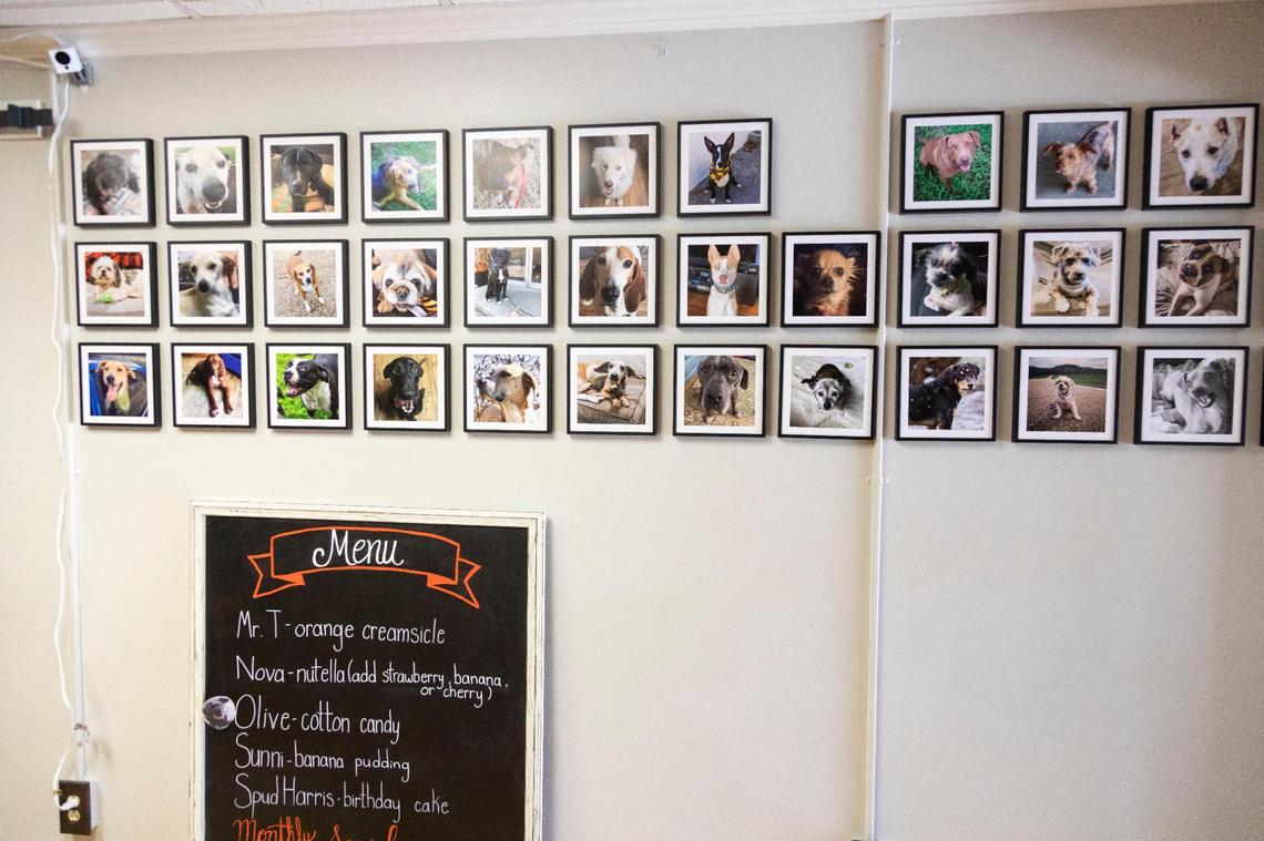 A wall showing the rescue dogs is displayed at Roll Over Rolled Ice Cream in Morehead, June 17, 2021. Many of the menus items are named after the rescue dogs and they offer ice cream and other treats especially for dogs.