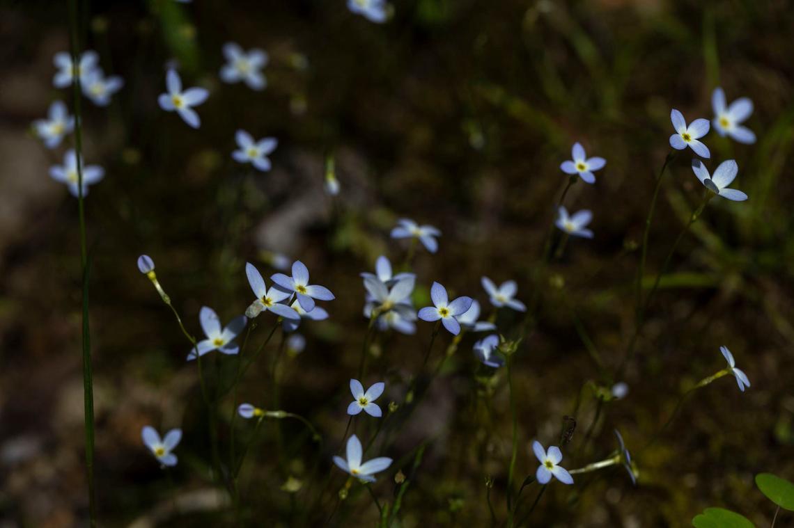 During spring, wildflowers bloom throughout Pennyrile Forest State Resort Park.
