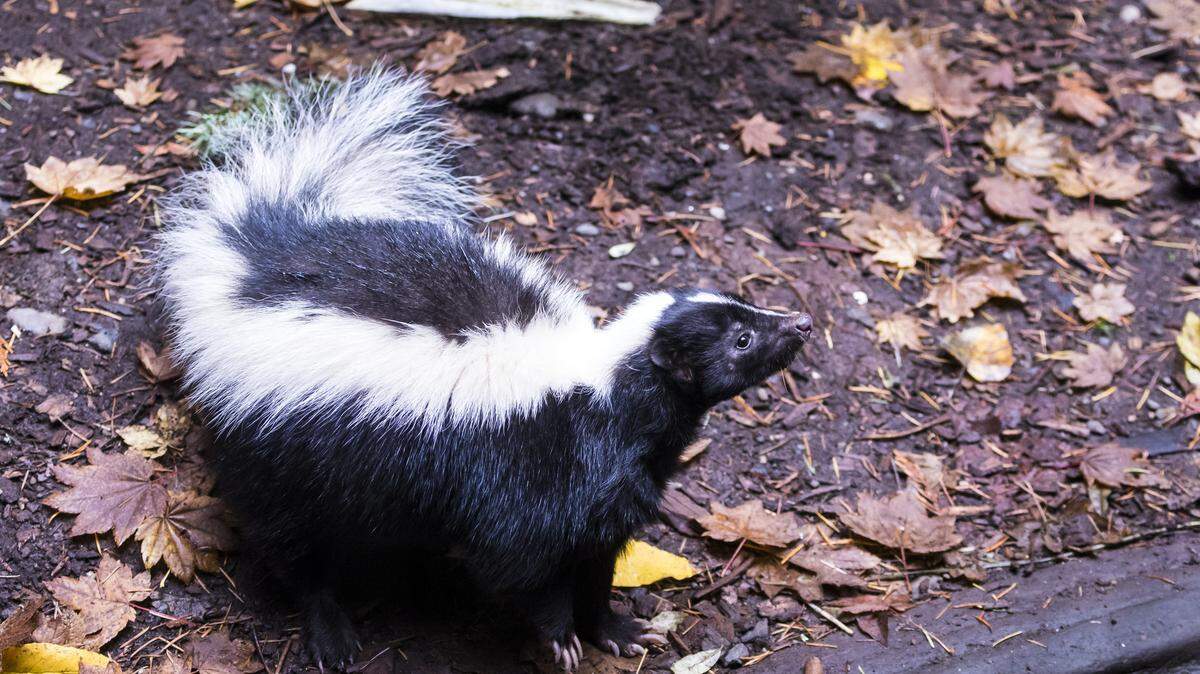 A picture of a striped skunk amid some fallen leaf litter.