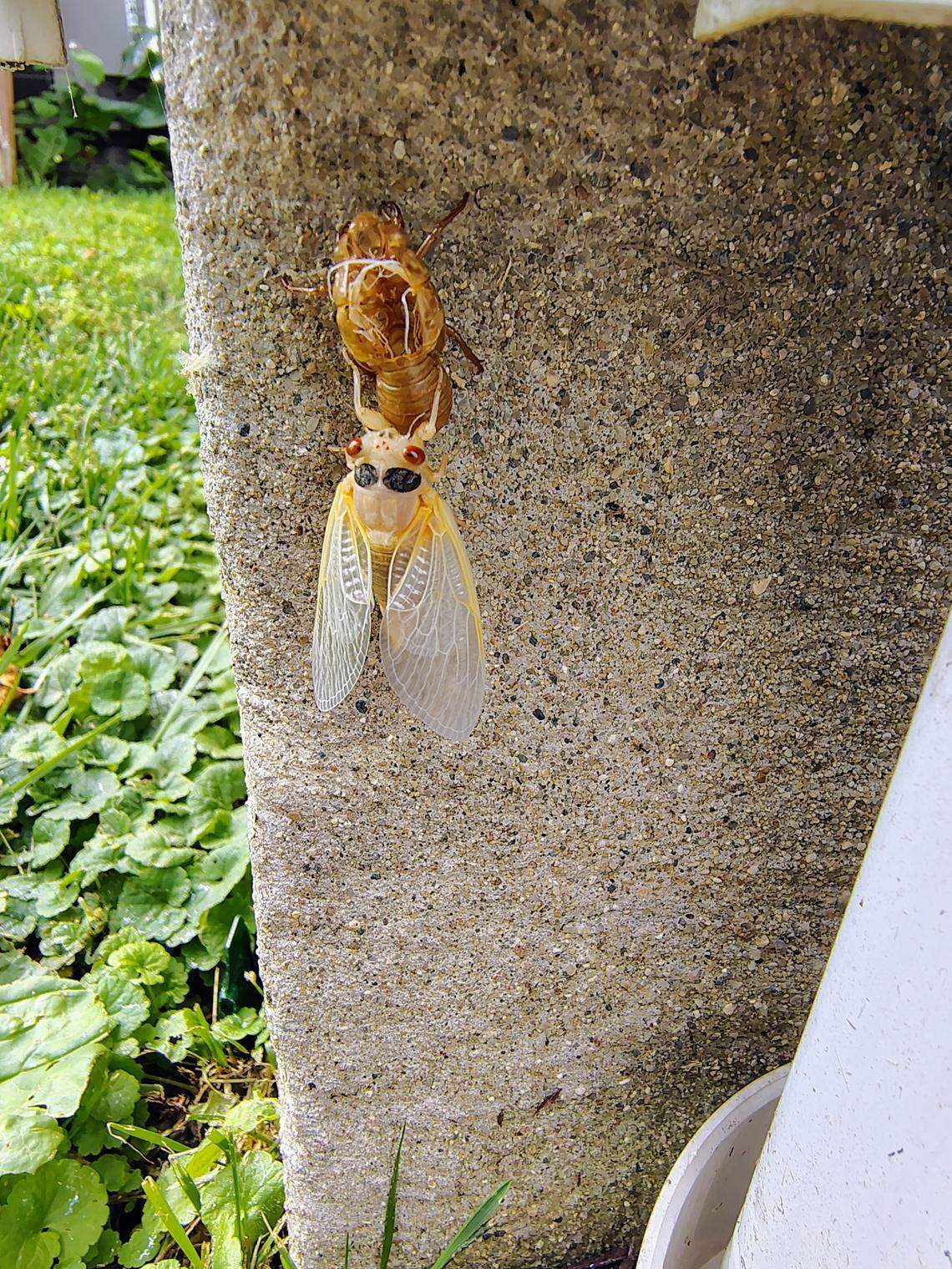A cicada emerges from its exoskeleton while clinging to a tree in Lawrenceburg.