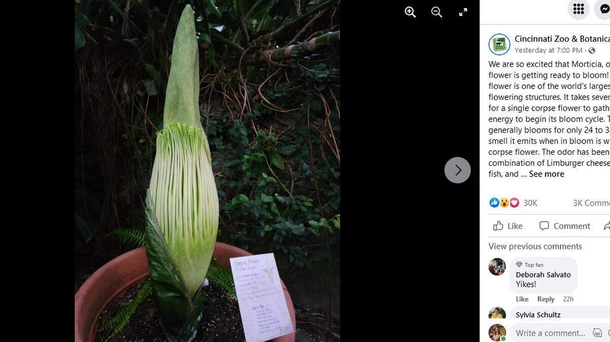 The Cincinnati Zoo and Botanical Garden said its corpse flower is getting ready to bloom.