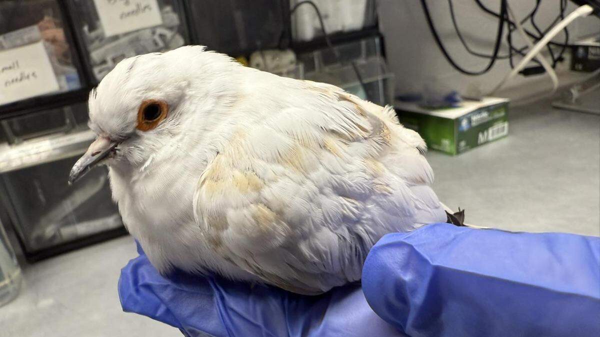 Lexington-Fayette Animal Care & Control shared this photo of an exotic diamond dove the agency helped save this week following a call from employees of a Lexington Sir Pizza location.