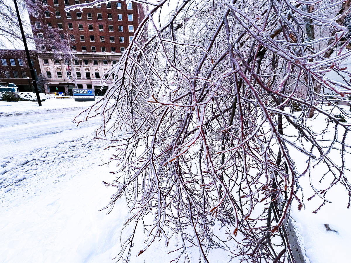 Heavy tree branches hold the weight of frosty ice in downtown Lexington, KY on January 6, 2025.
