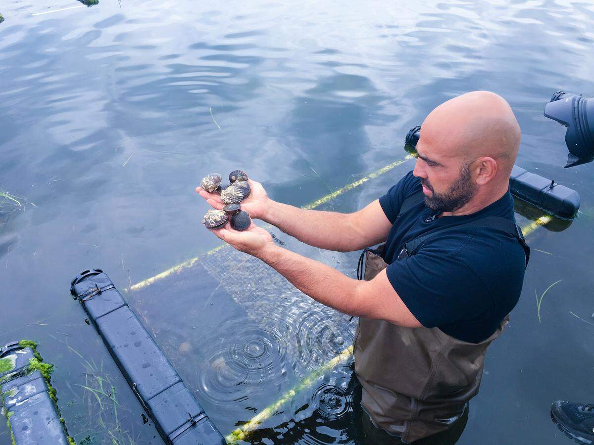 Perry Raso in the water holding scallops which he also farms at Matunuck Oyster.