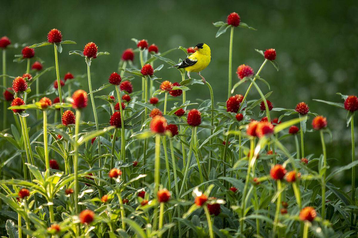 An American goldfinch stands among “Strawberry fields” gomphrena at The Arboretum, State Botanical Garden of Kentucky in Lexington, Ky., Monday, July 1, 2019.