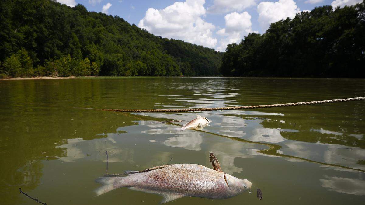 Dead carp float near the dock at the Kentucky River Campground in Frankfort, Ky., Friday, July 5, 2019. Fish affected by bourbon runoff from the Jim Beam warehouse fire that started Tuesday are turning up dead along the Kentucky River throughout the area.