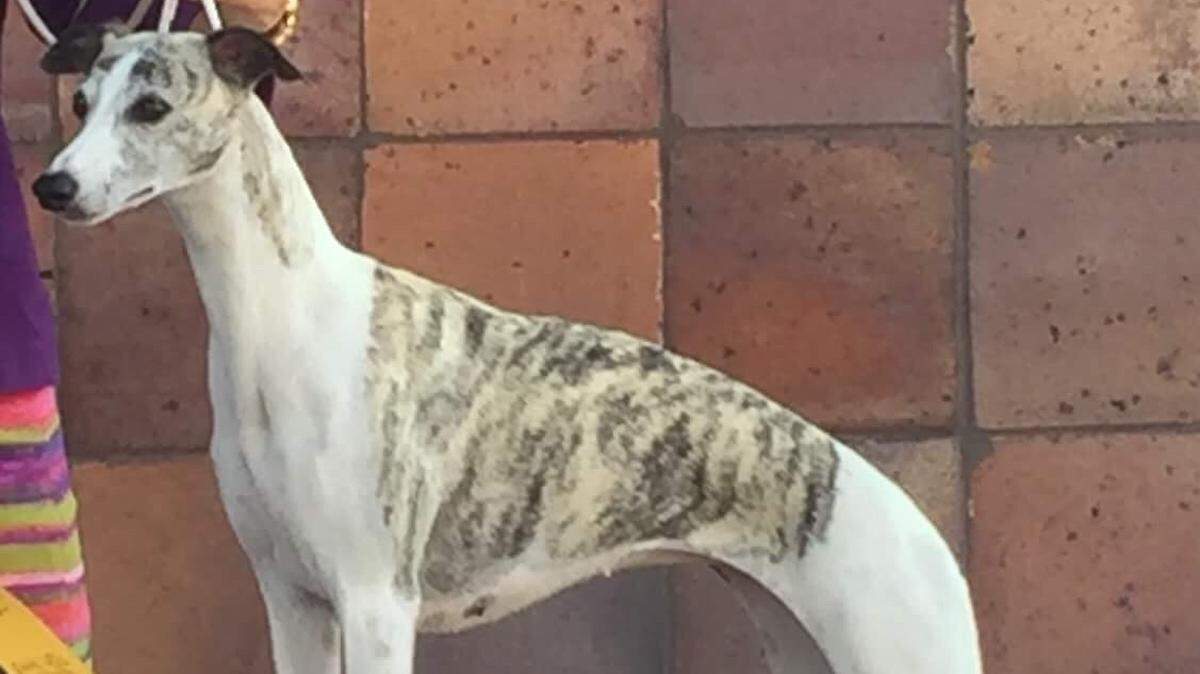 Sometime between 10 p.m. and 10:30 p.m. Thursday, the dog, a whippet named Lucy, escaped from her owner’s room at the Red Roof Inn on Wilhite Road and has not been seen since.