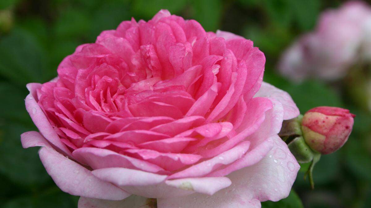 GARDENING243