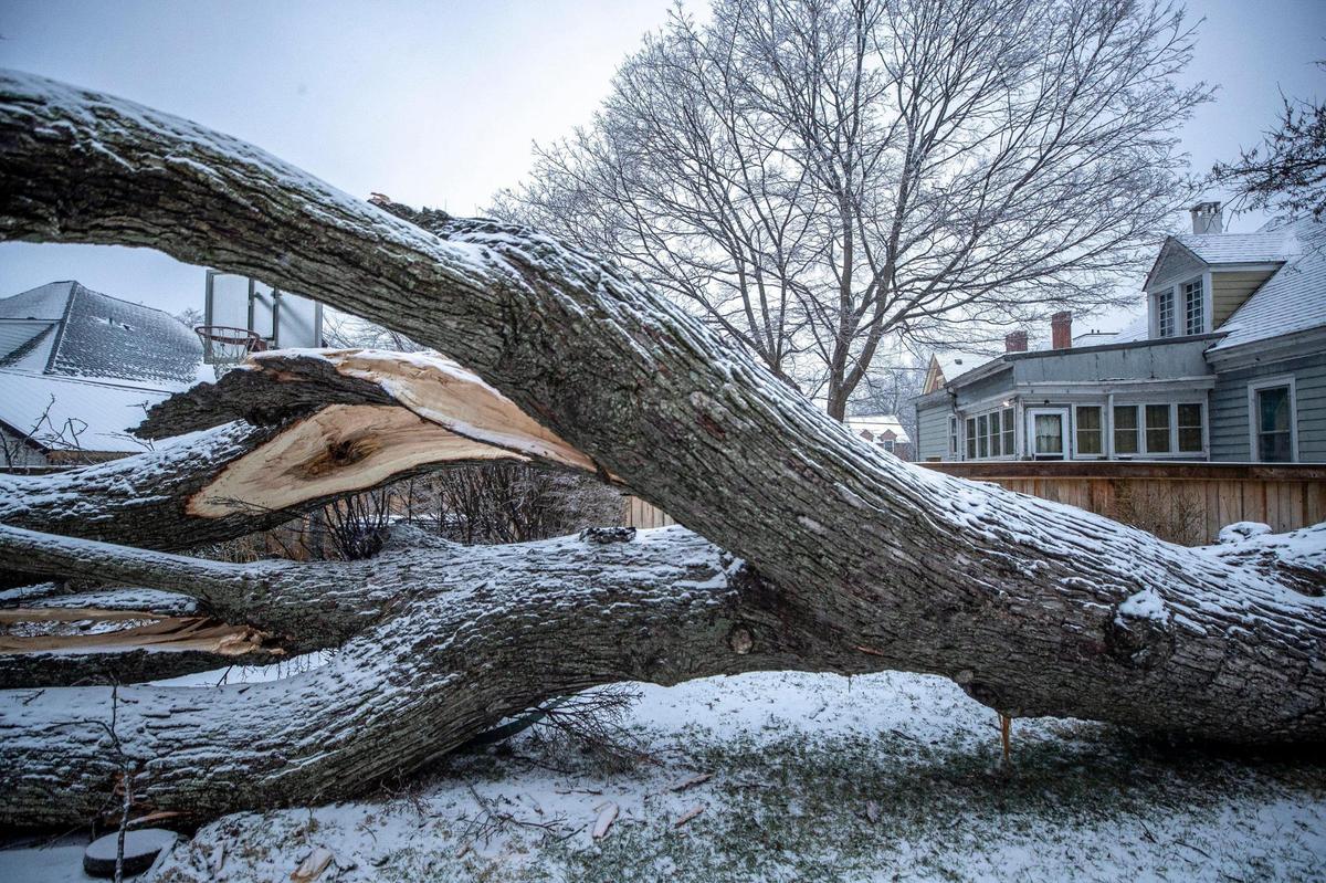 A tree fell in the backyard of a home on Central Avenue in Lexington, Ky., overnight on Thursday, Feb. 3, 2022. The homeowner said no one was injured.