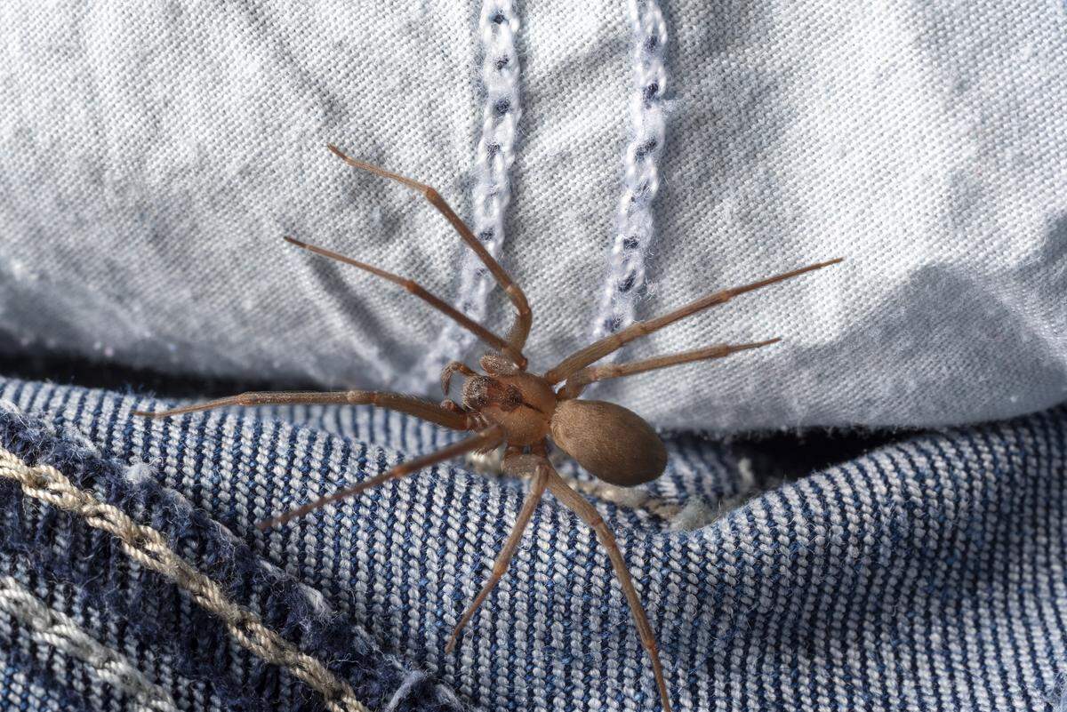 A brown recluse spider creeps along the inside of a pair of jeans.