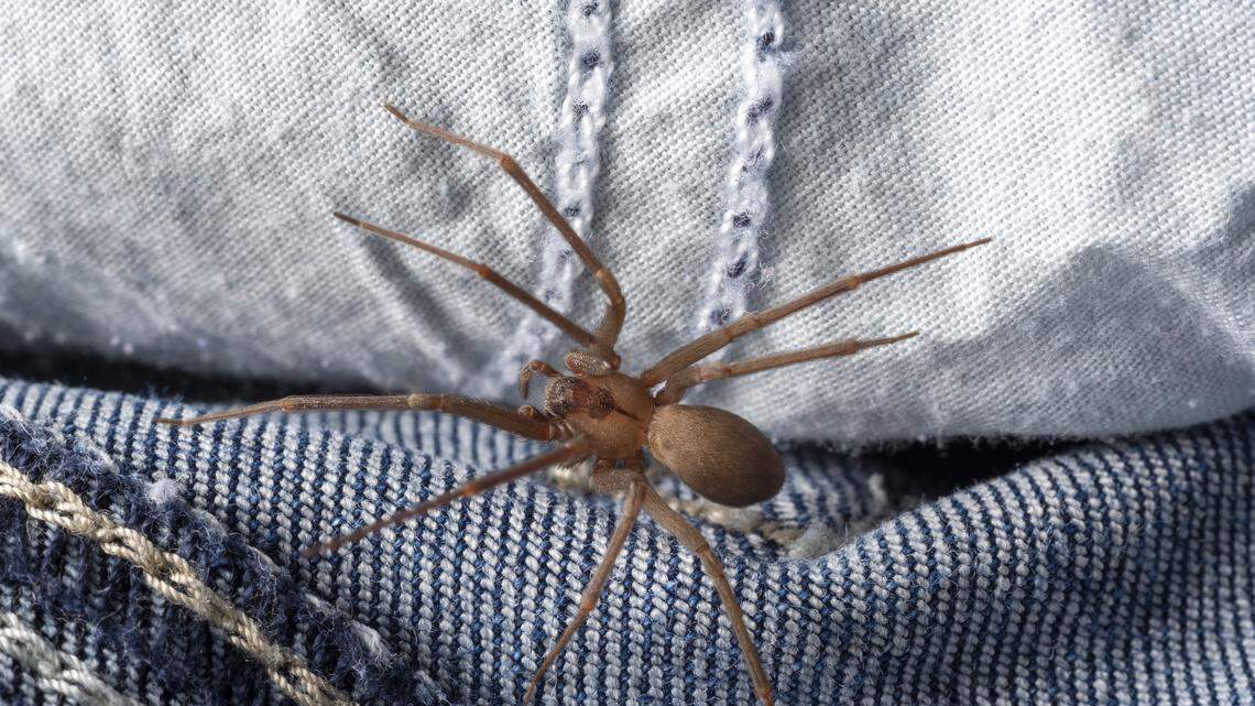 A brown recluse spider creeps along the inside of a pair of jeans.