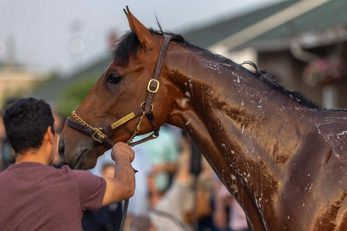 Kentucky Derby 151 morning-line favorite Journalism is bathed following morning workouts at Churchill Downs on Tuesday.