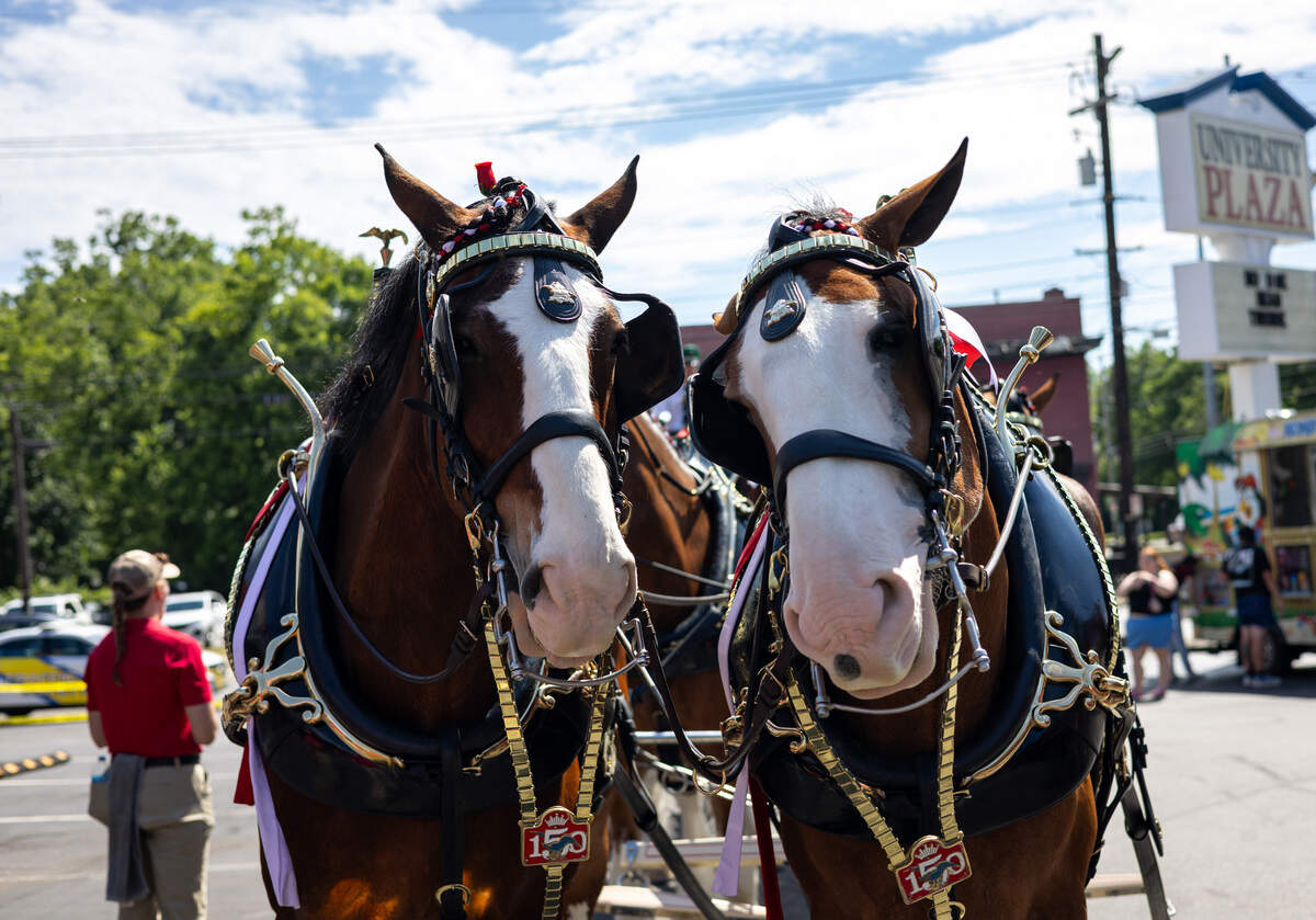 Two Clydesdale horses sit in the front of a hitch with their heads leaning towards each other. They are dressed in black leather and brass bridles and harnesses.