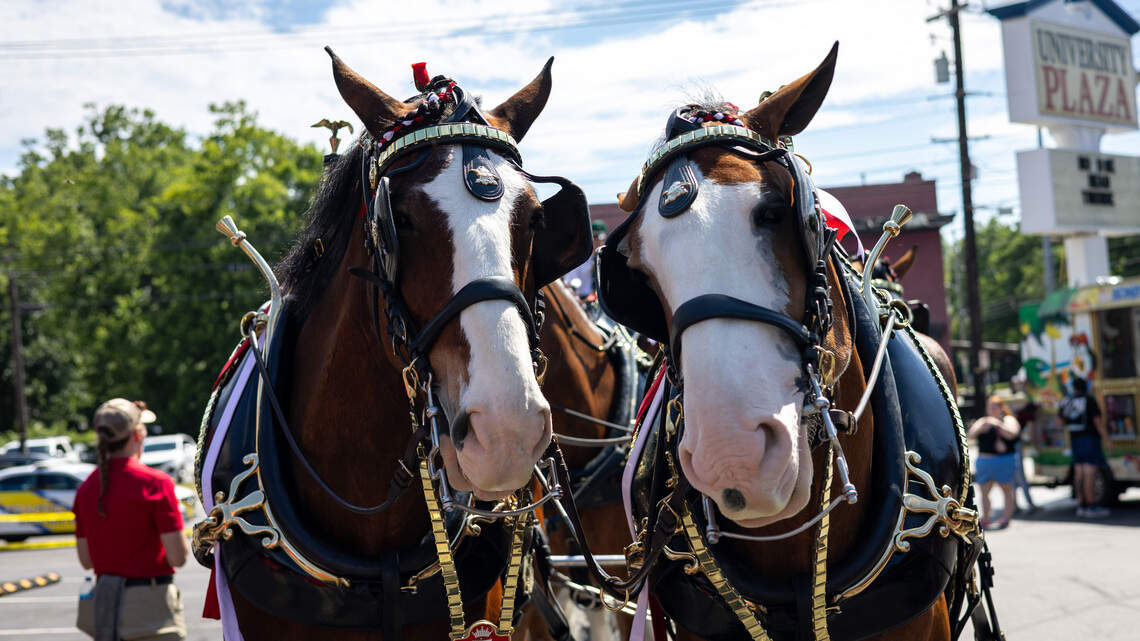 Budweiser Clydesdales make bar appearance in downtown Lexington