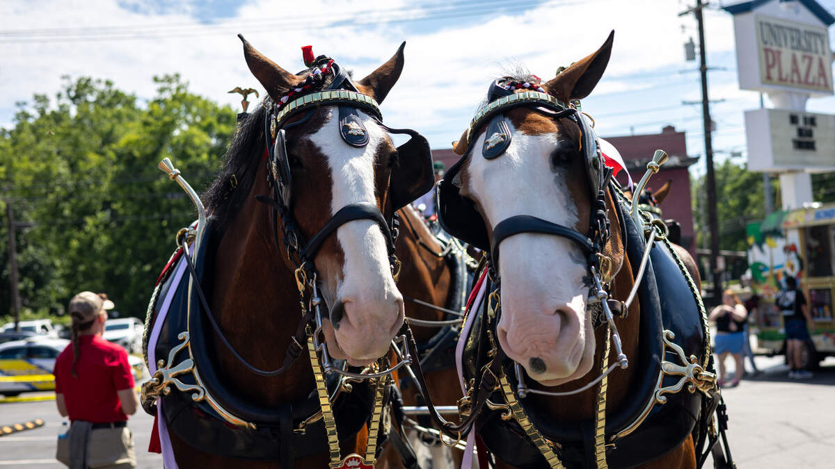 Budweiser Clydesdales make bar appearance in downtown Lexington