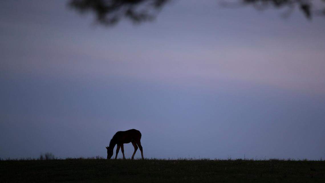 A horse grazes in a field at Mill Ridge Farm in Fayette County, Ky., April 25, 2023.