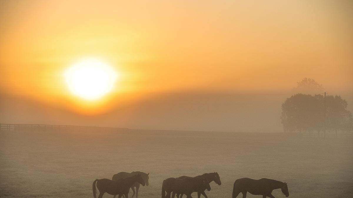 The run rises through fog as horses walk in a field near Mt. Horeb Pike in Fayette County on Monday. Tuesday’s forecast calls for clear skies with a high temperature in the low-70s, according to the National Weather Service. 