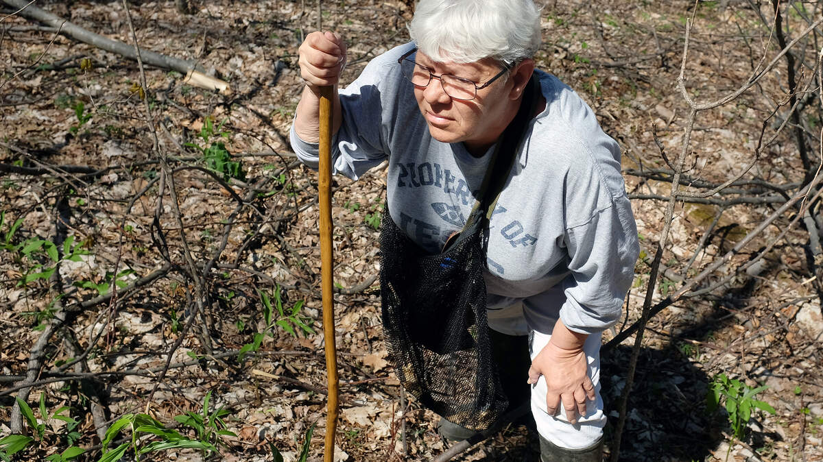 Jen Collins scans the forest floor for tiny but tasty morel mushrooms in Estill County. The 24th annual Mountain Mushroom Festival in Irvine is April 26-27. Photo by Tom Eblen | teblen@herald-leader.com