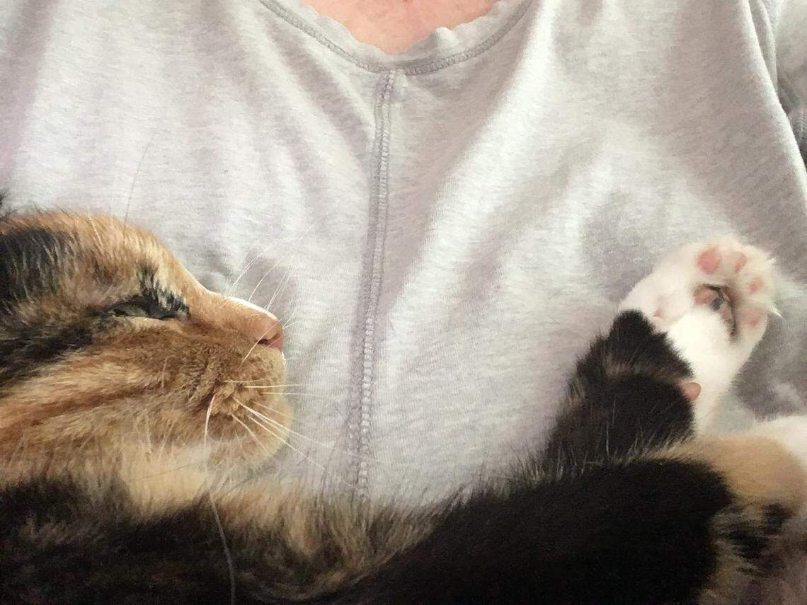 Izzy snuggles with one of her favorite humans. The 12-year-old Calico cat has been named Kentucky’s cutest cat in 2025 after a Herald-Leader photo contest.