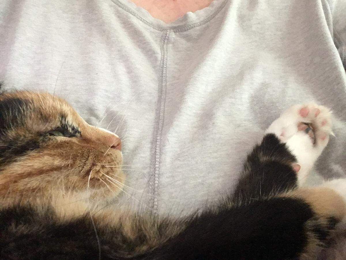 Izzy snuggles with one of her favorite humans. The 12-year-old Calico cat has been named Kentucky’s cutest cat in 2025 after a Herald-Leader photo contest.