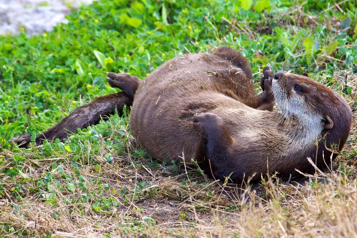 North American river otter shows its belly at Pelican Island National Wildlife Refuge.