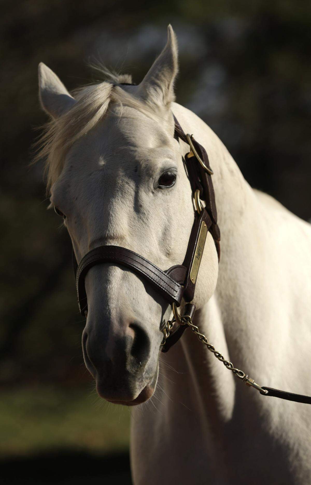 Tapit is one of the world’s top stallions and the father of Kentucky Derby contender Tacitus.