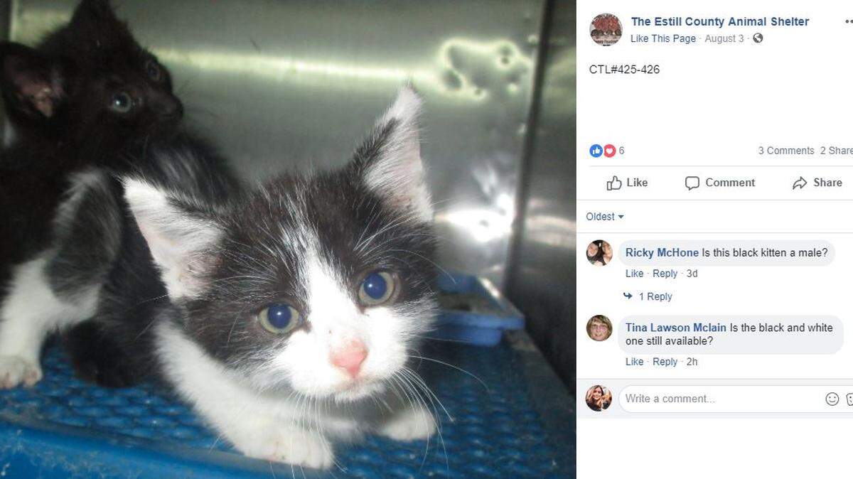 The Estill County Animal Shelter has taken to social media to try to avoid euthanizing cats and dogs because of overcrowding.