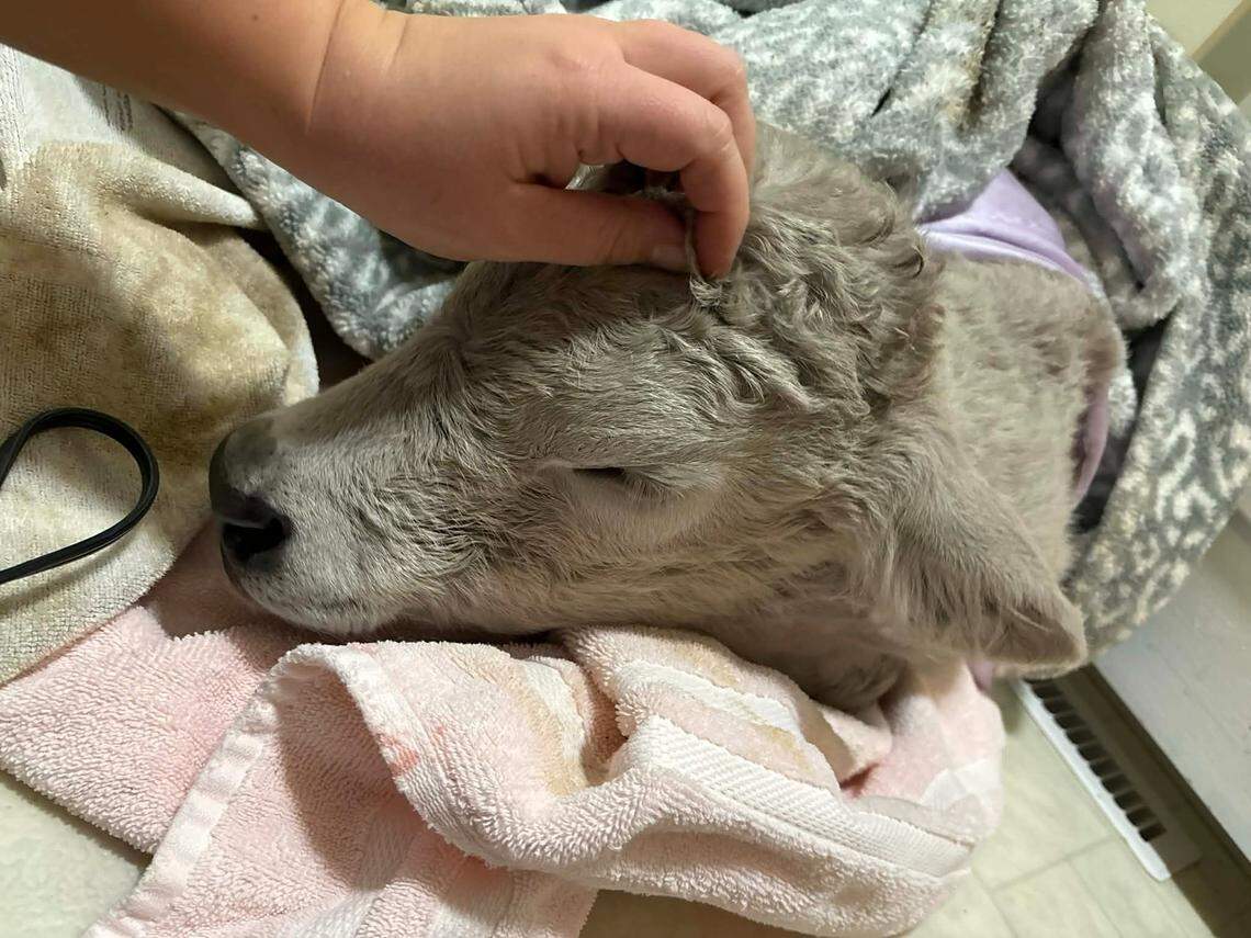 The Sorrell family of Montgomery County, Ky., is making headlines around the country after sharing photos of a calf they brought inside after it was born in frigid temperatures.