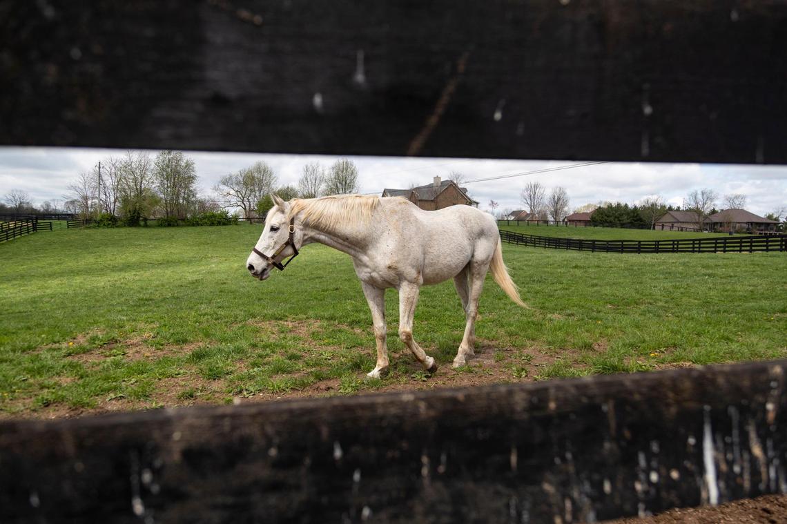 Kentucky Derby winner Silver Charm grazes in a pasture at Old Friends Thoroughbred Retirement Farm in Georgetown on April 16, 2022.