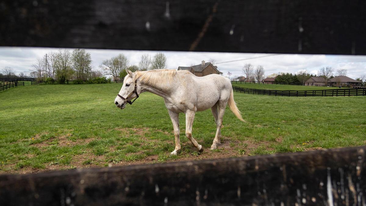There are 20 living Kentucky Derby winners. Here’s where they all are now