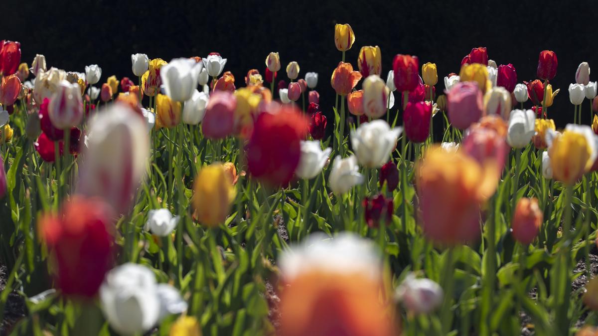 A bed of tulips was backlit by the morning sun at the Arboretum, State Botanical Garden of Kentucky in this file photo. It is one of several spots in Lexington to enjoy on a budget-friendly date.