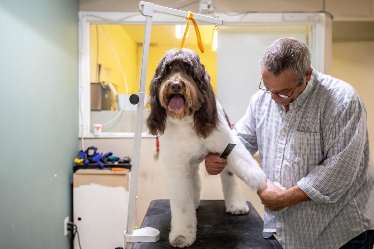 Jeff Moniz grooms Bailey, a golden doodle, at the Trim Room Pet Grooming Monday.