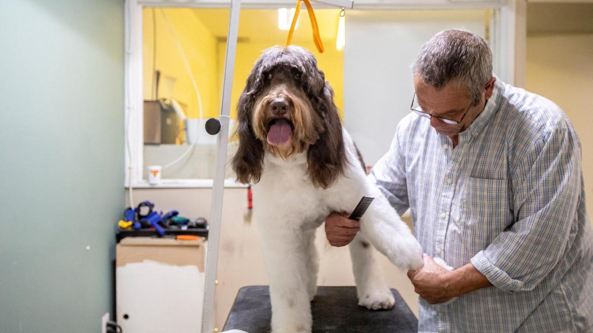 Jeff Moniz grooms Bailey, a golden doodle, at the Trim Room Pet Grooming at 507 E. New Circle Road. As pets become more important to us, we tend to spend more money on them.