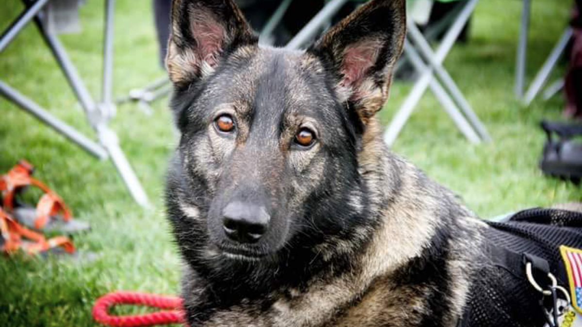 Alice, a service dog belonging to Antonio Reese, of Nicholasville, is the 2019 Service Dog of the Year.