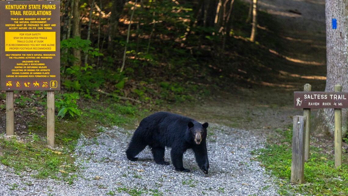 KY state trooper shoots, kills bear inside school’s athletic field house