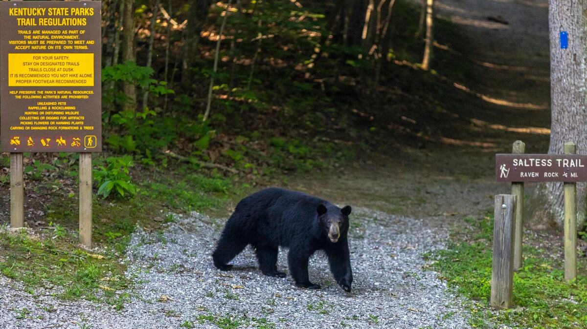 KY state trooper shoots, kills bear inside school’s athletic field house
