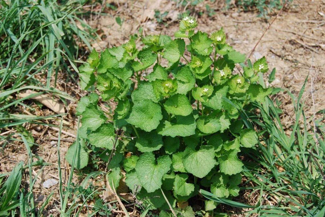 Garlic mustard is a "wildly invasive" perennial that spreads by seeds and roots. It is a Class A noxious weed in Washington state. 