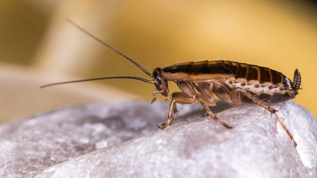 A picture of the the German cockroach (Blattella germanica).