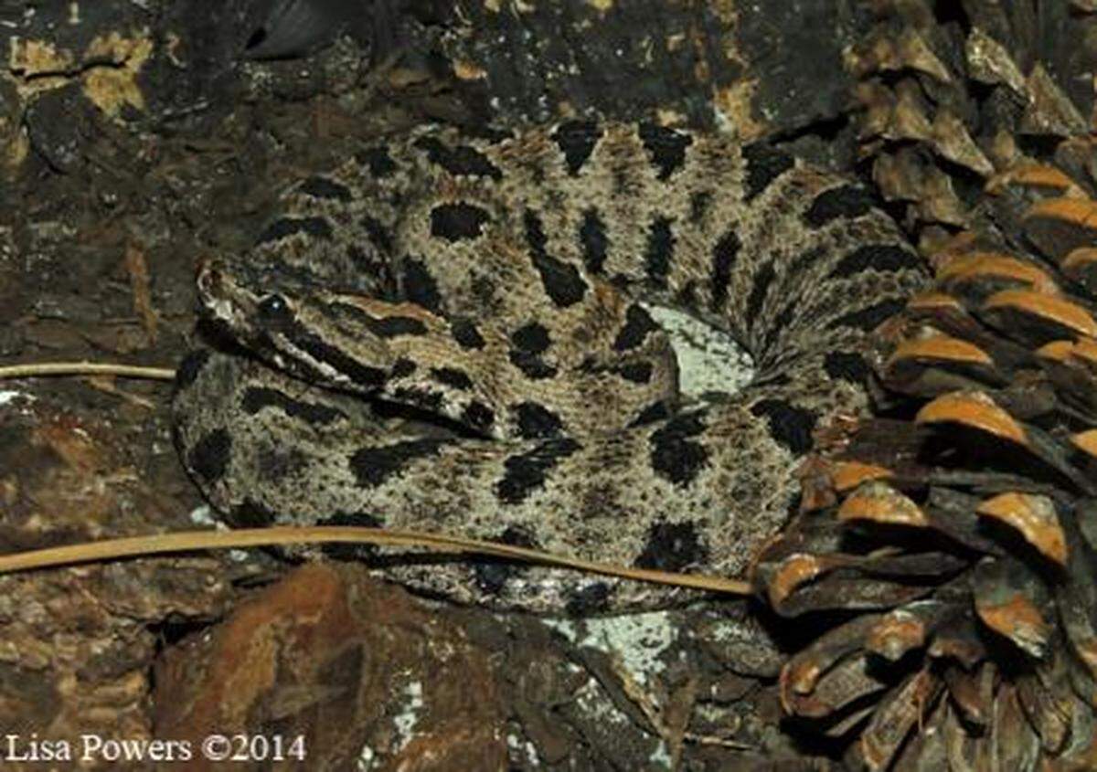 A photo of a timber rattlesnake, retrieved from kysnakes.ca.uky.edu/venomous. Photo courtesy of the University of Kentucky’s Department of Forestry. 