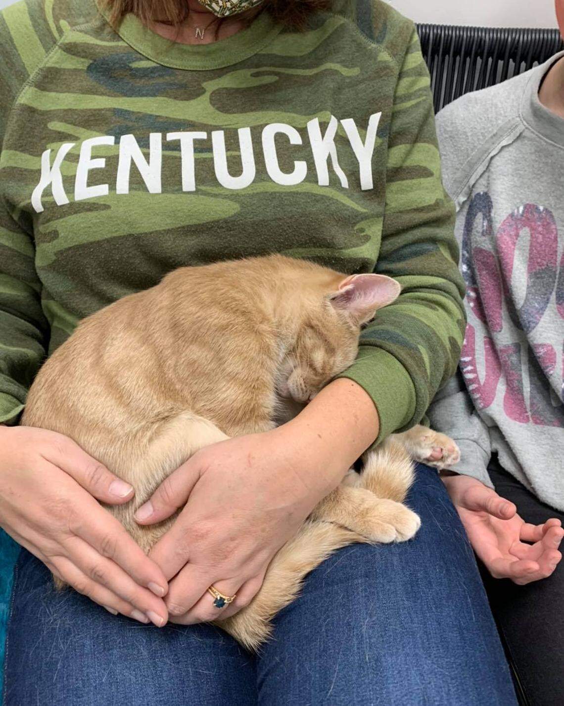 If a customer is lucky, a cat will come sit in a lap during a visit to the cat lounge in Central Purrk Cat Cafe. All the cats are up for adoption from the Scott County Humane Society.