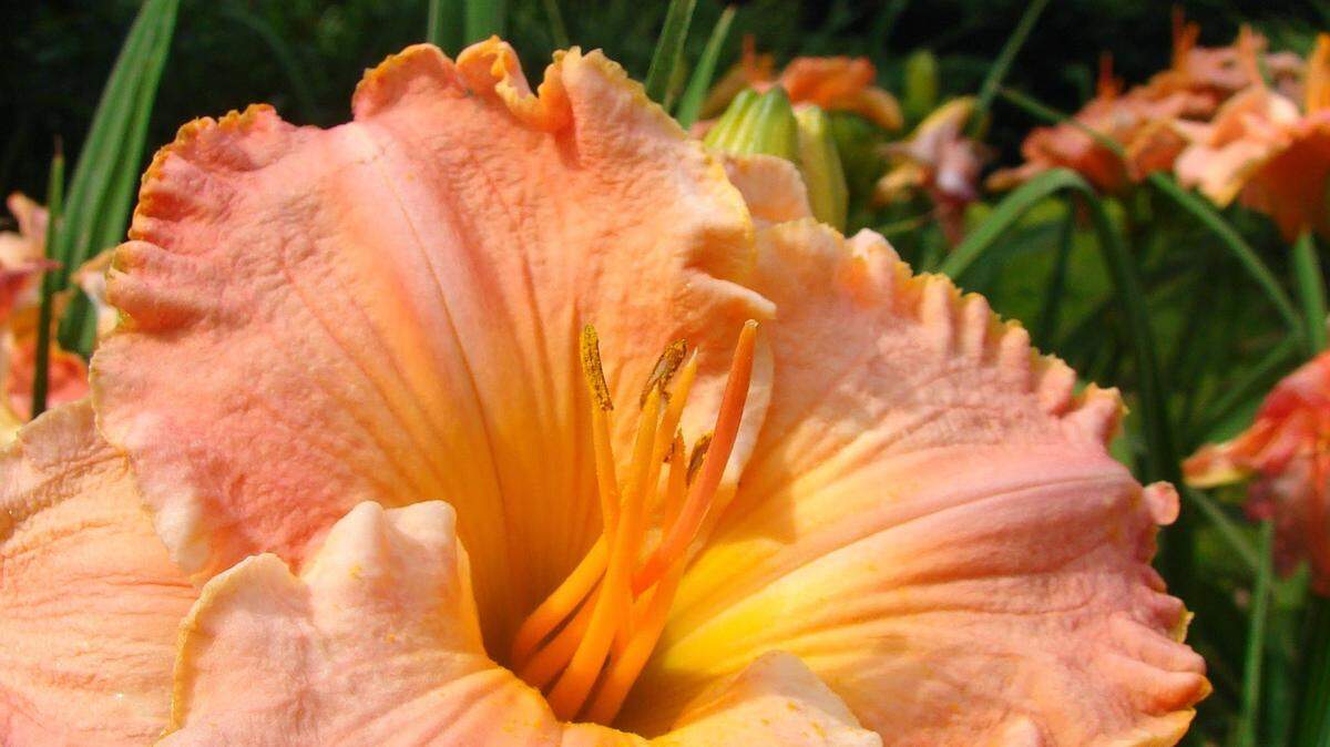 The Lizard's Lair daylily was hybridized and donated to The Arboretum by David Kirchhoff of Daylily World in Lawrenceburg.
  