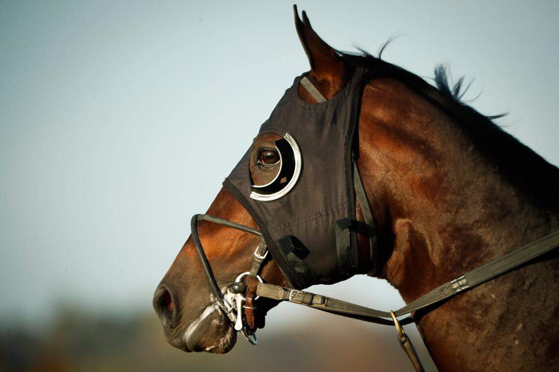 Tom’s d’Etat, a 7-year-old trained by Al Stall Jr., is 6-1 on the morning line but has the chops to win a loaded 2020 Breeders’ Cup Classic.