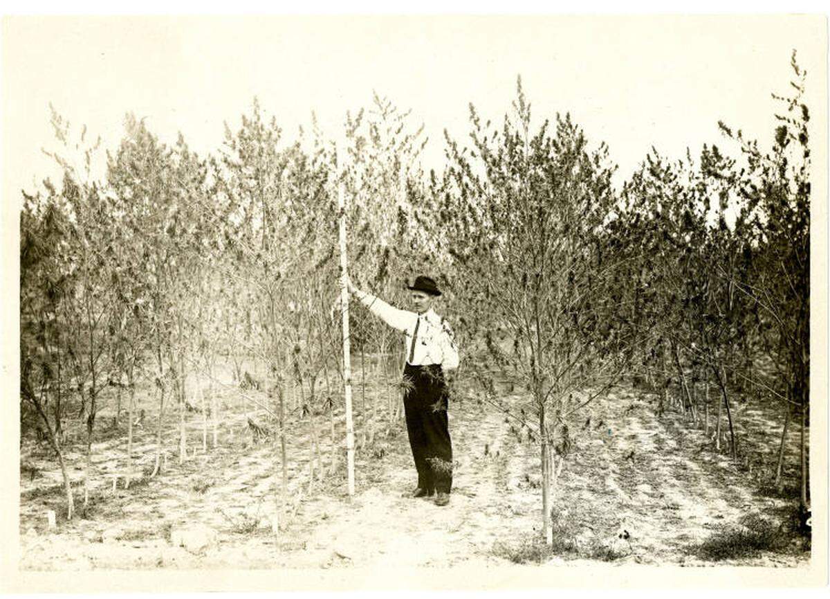A man shows the height of hemp plants in Kentucky in 1905.