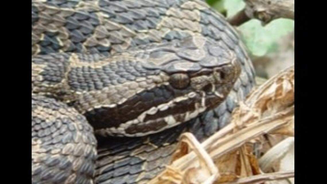 Eastern massasauga rattlesnakes, which have “cat-like pupils,” are increasingly rare and listed as a “threatened species” under the Endangered Species Act.