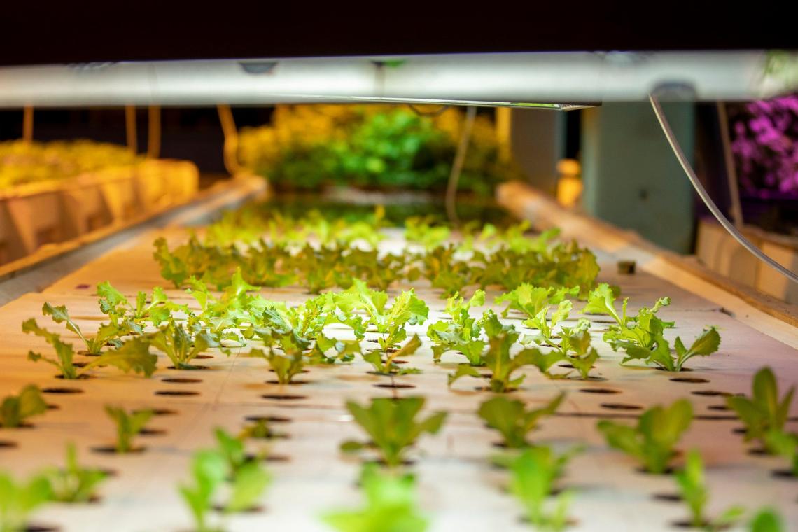 FoodChain, the state’s largest indoor aquaponics operation, grows beds of leaf lettuce, romaine, arugula, kale, basil and microgreens fertilized by the waste from the fishtanks.