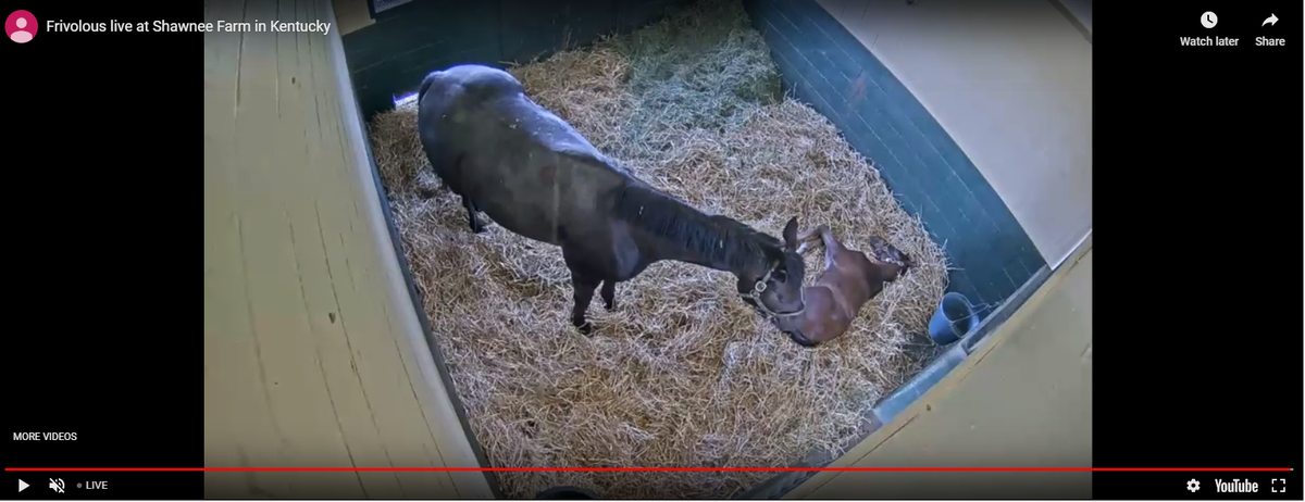 On a warm spring afternoon, Frivolous stands over her napping foal, a son of Candy Ride born 12:05 a.m. on April 3 at Shawnee Farm.