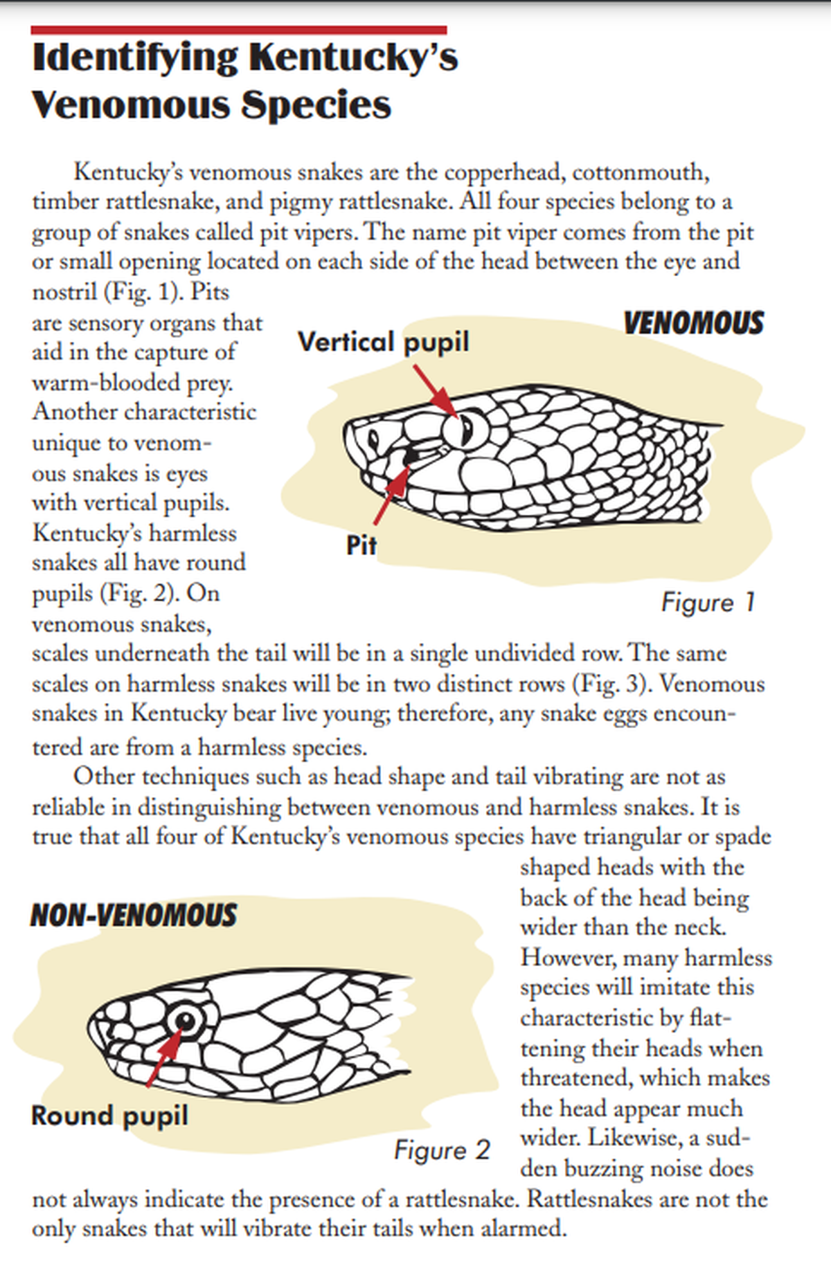 An excerpt from a guide published by the Kentucky Department of Fish and Wildlife Resources covering Kentucky's venomous snakes. In Kentucky, venomous snakes have vertical pupils, while non-venomous snakes have round pupils. 
