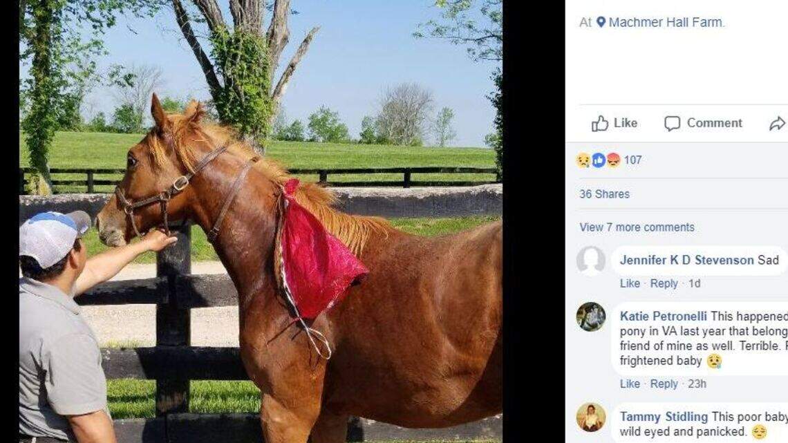 Balloons make people happy. This horse? Not so much.